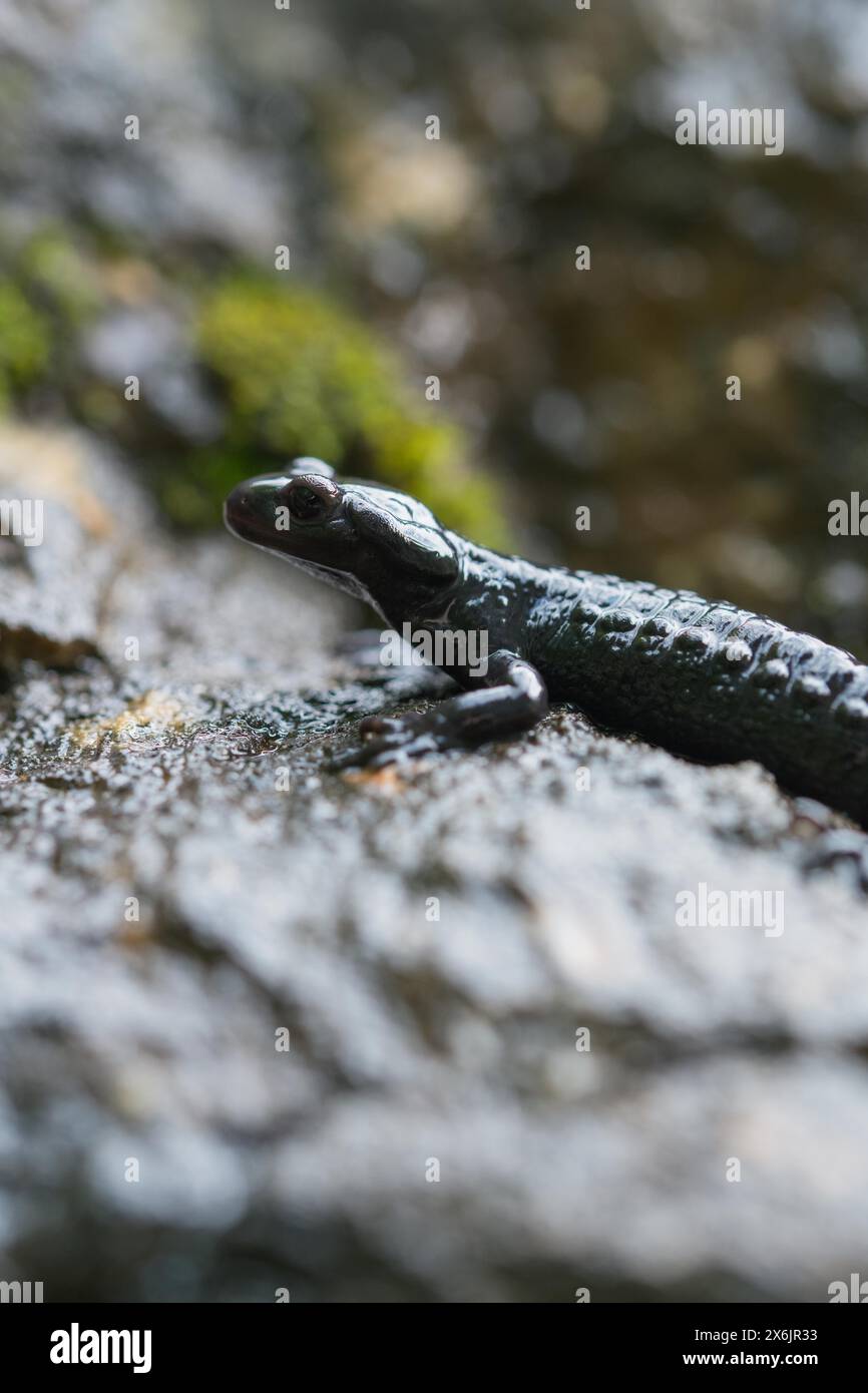 Alpine salamander (Salamandra atra), on damp stone, Hohenschwangau, Allgaeu, Bavaria Stock Photo