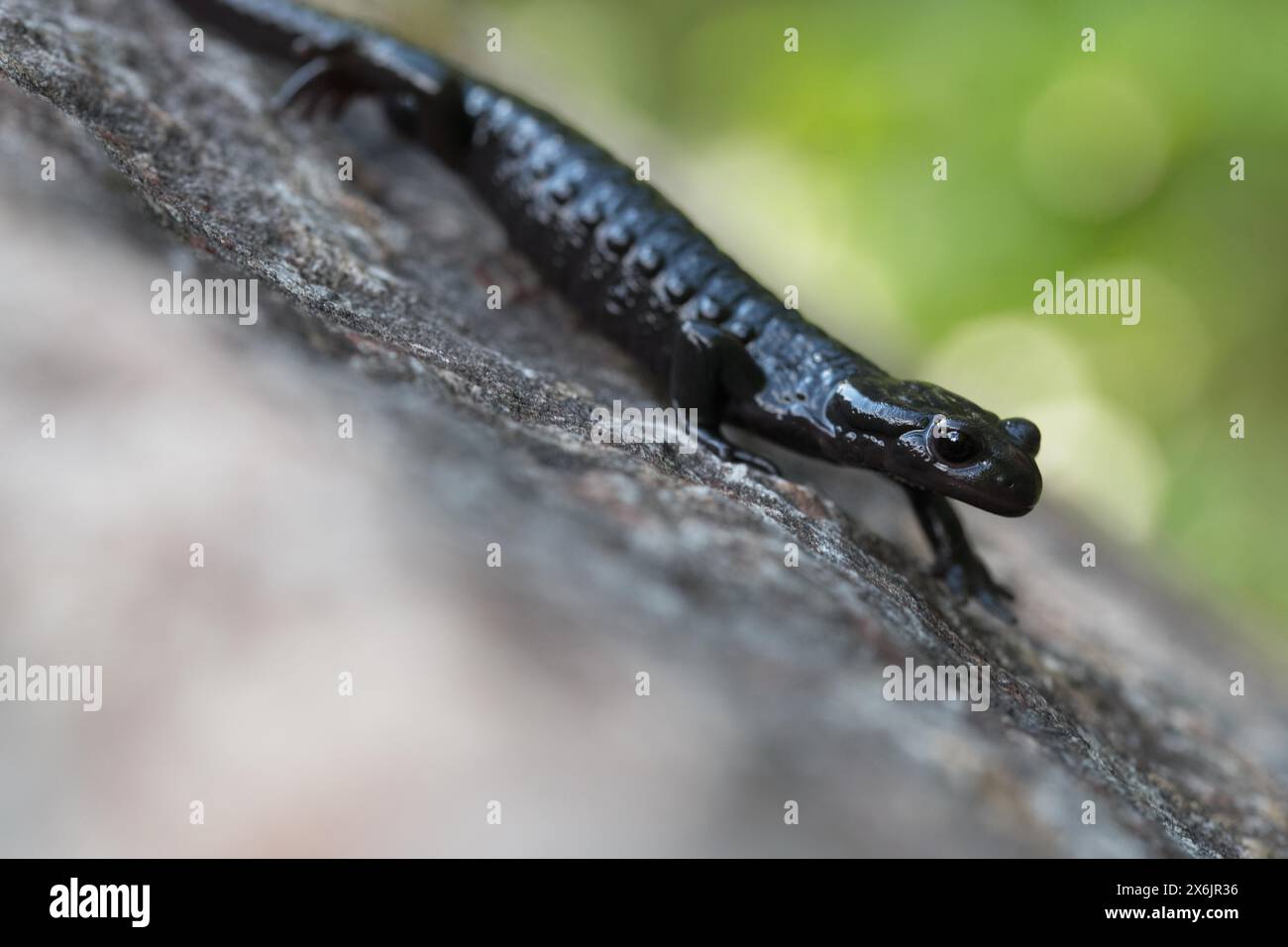 Alpine salamander (Salamandra atra), running on stone, Hohenschwangau, Allgaeu, Bavaria Stock Photo