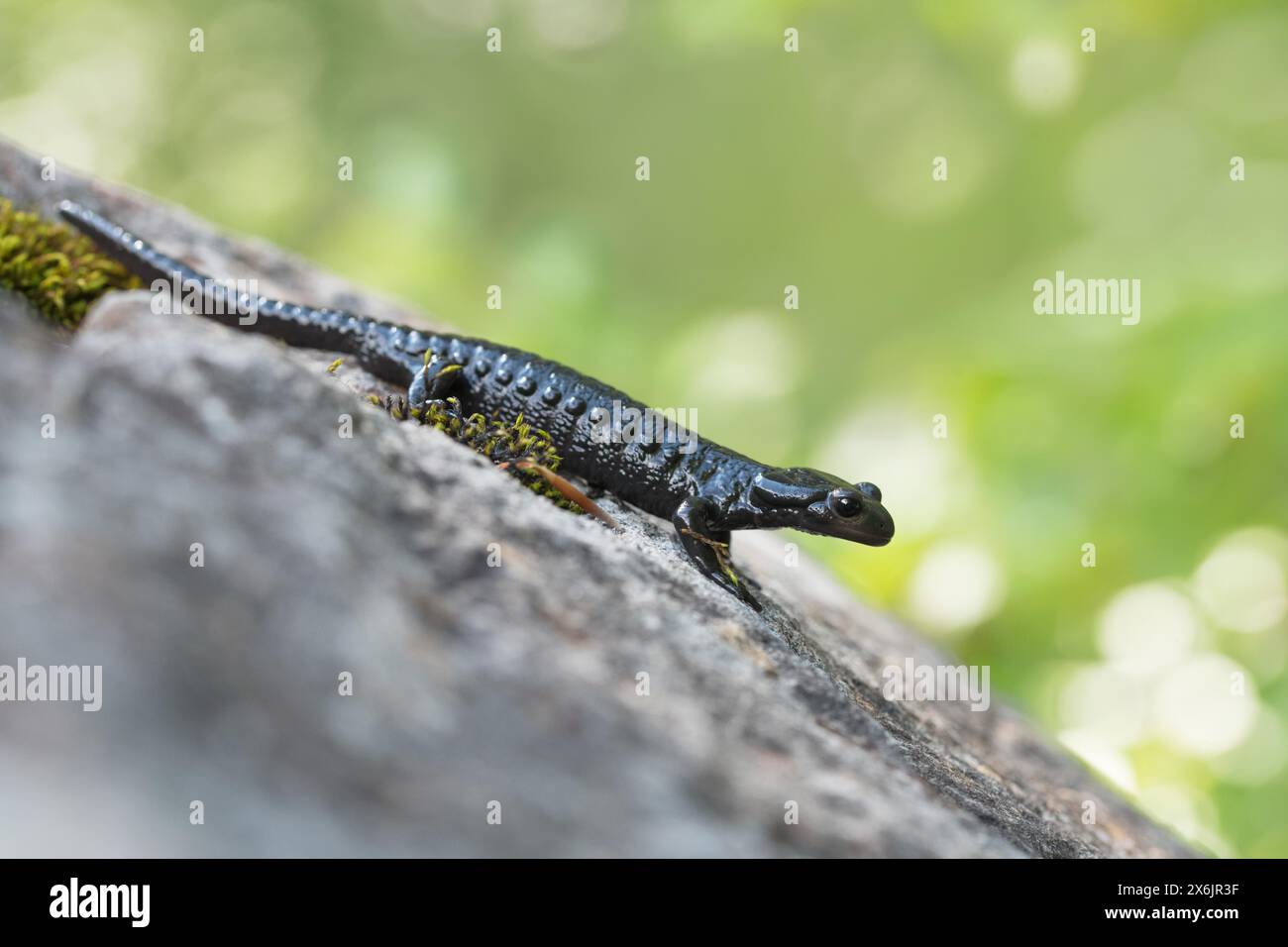 Alpine salamander (Salamandra atra), standing on stone, Hohenschwangau, Allgaeu, Bavaria Stock Photo