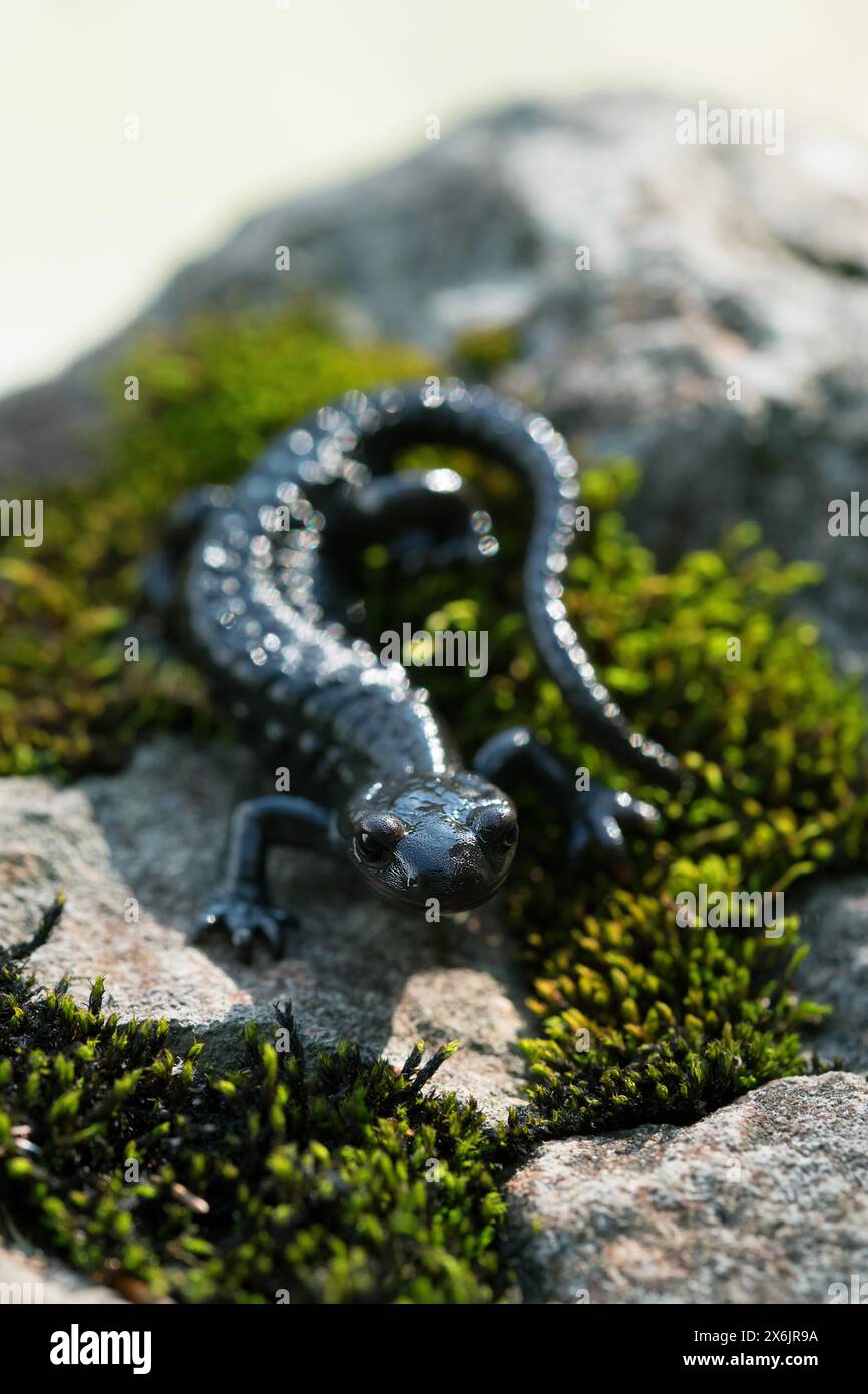 Alpine salamander (Salamandra atra), on stone with moss, Hohenschwangau, Allgaeu, Bavaria Stock Photo