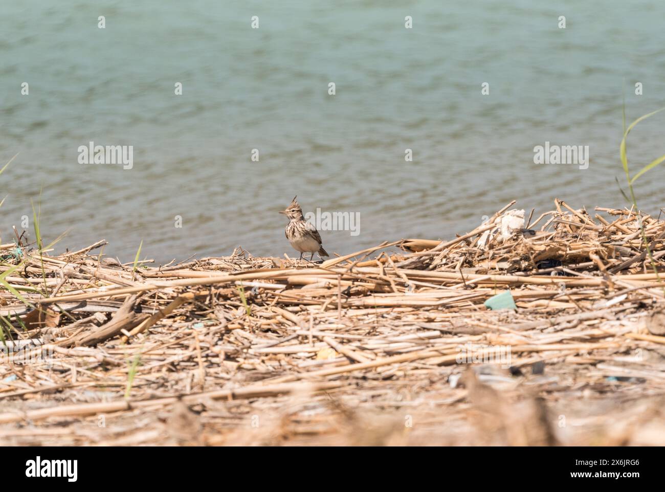 Crested Lark (Galerida cristata) on the coast in Turkiye Stock Photo