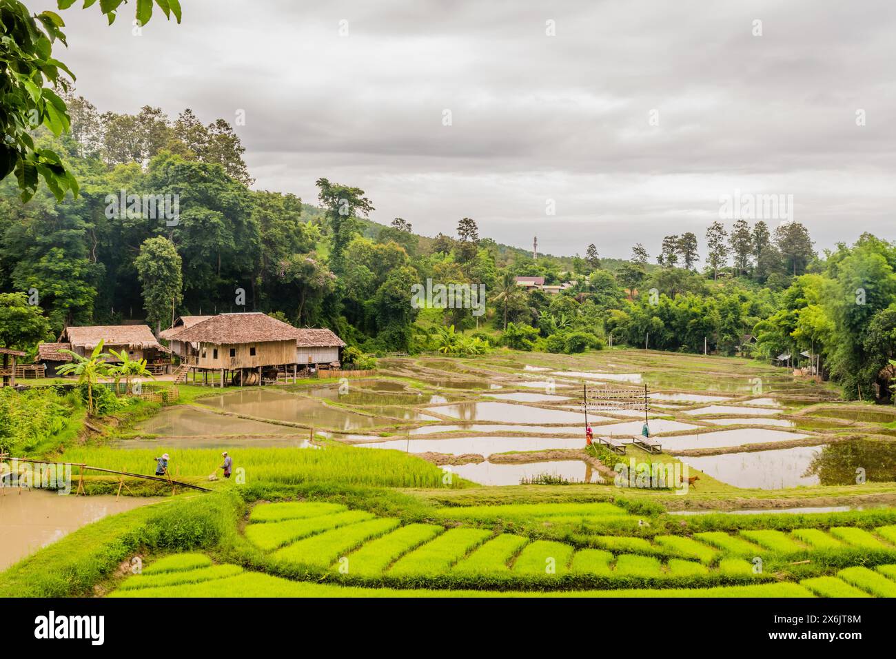 Landscape of Five Hill Tribes Village house and rice paddies with unidentified people working in the fields in Thailand Stock Photo