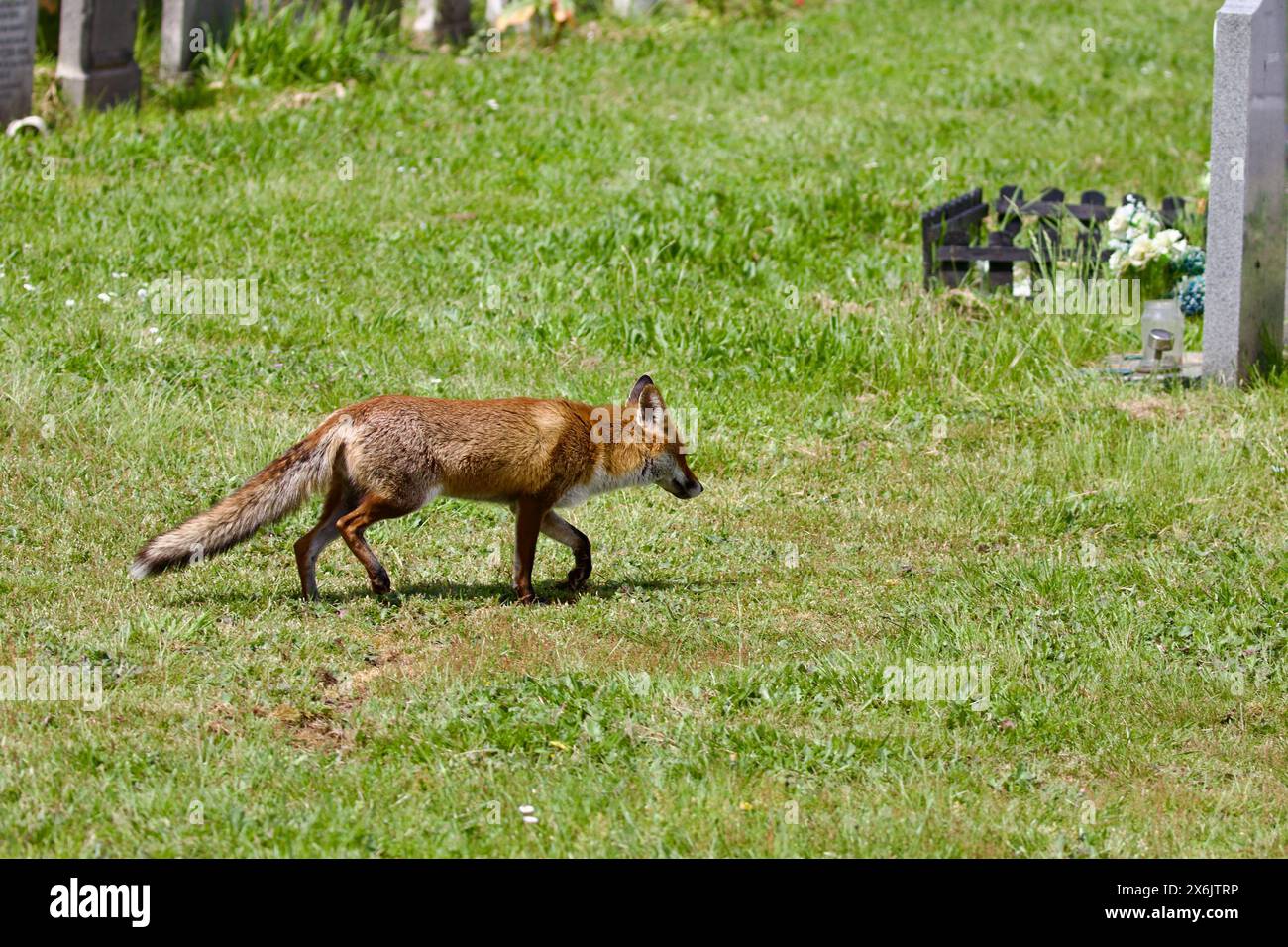 Red Fox hunting in the City of London Cemetery, Wanstead, Essex, UK ...