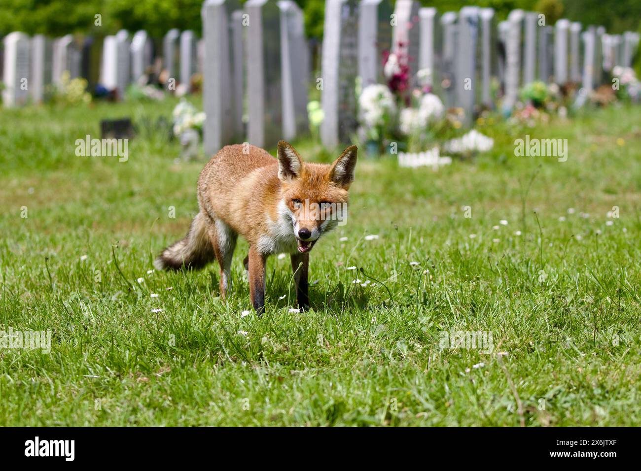 Red Fox hunting in the City of London Cemetery, Wanstead, Essex, UK ...