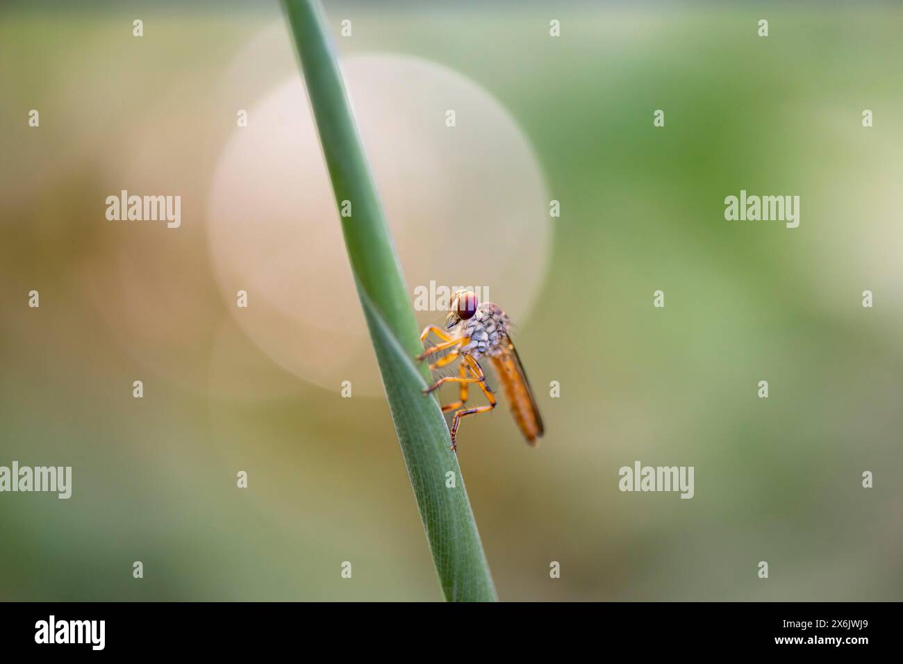 Robber fly (Ommatius) sitting on a blade of grass, Tortuguero National ...