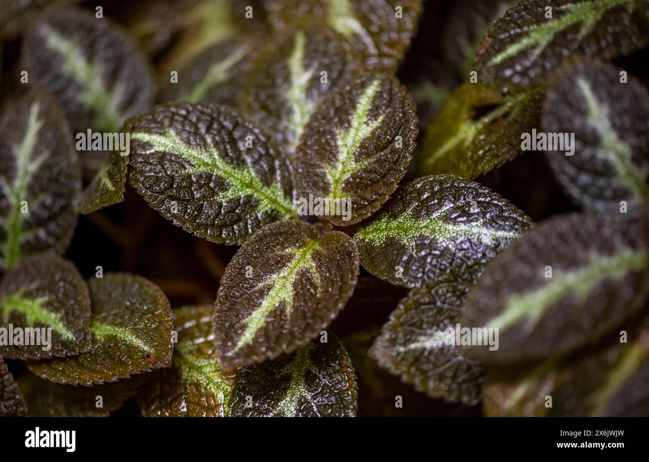 Shade tube (Episcia), leaves with light green veins, Tortuguero National Park, Costa Rica Stock Photo