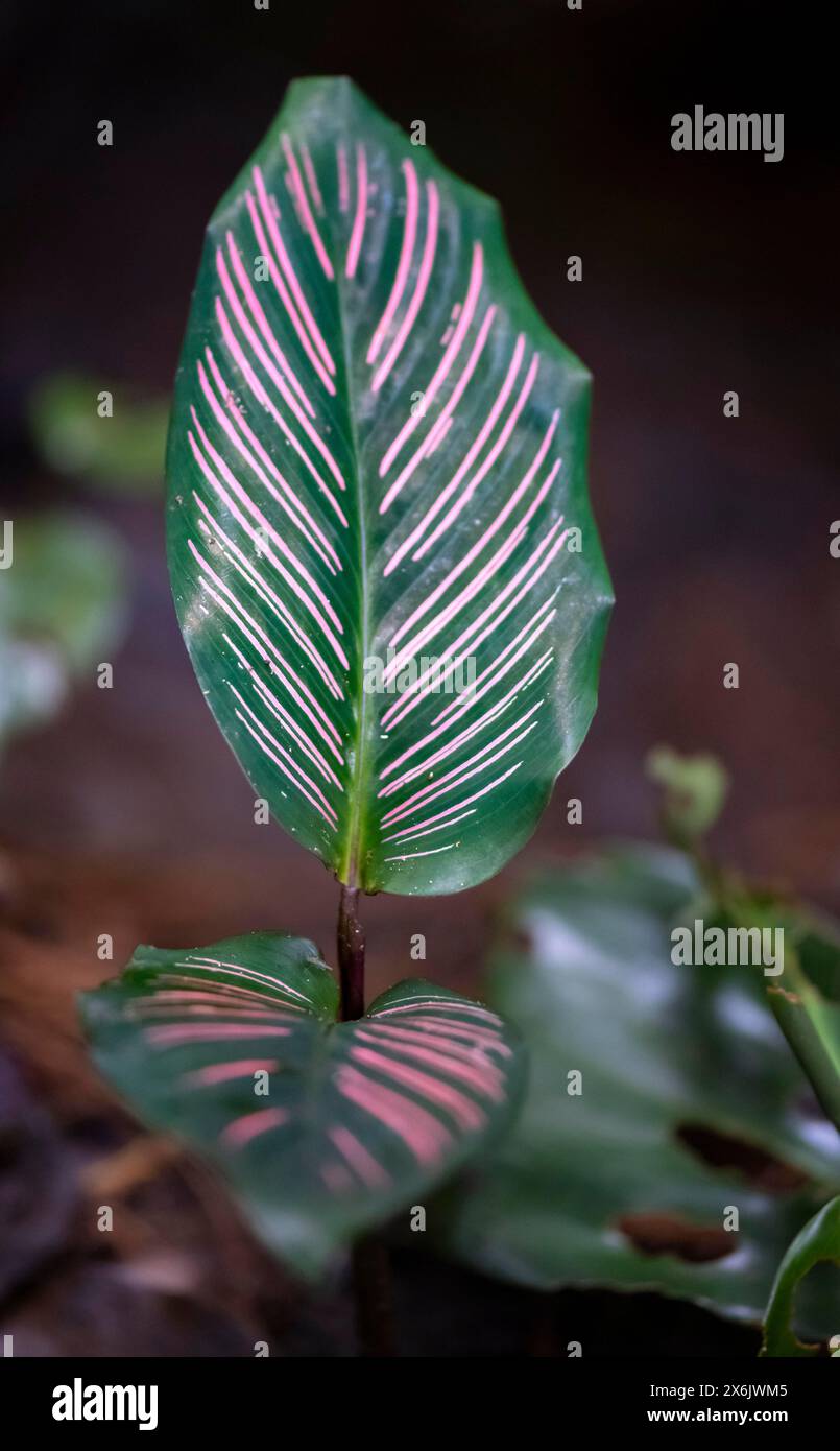 calathea triostar katzen Calathea TrioStar | organically grown tropical plants main image 0