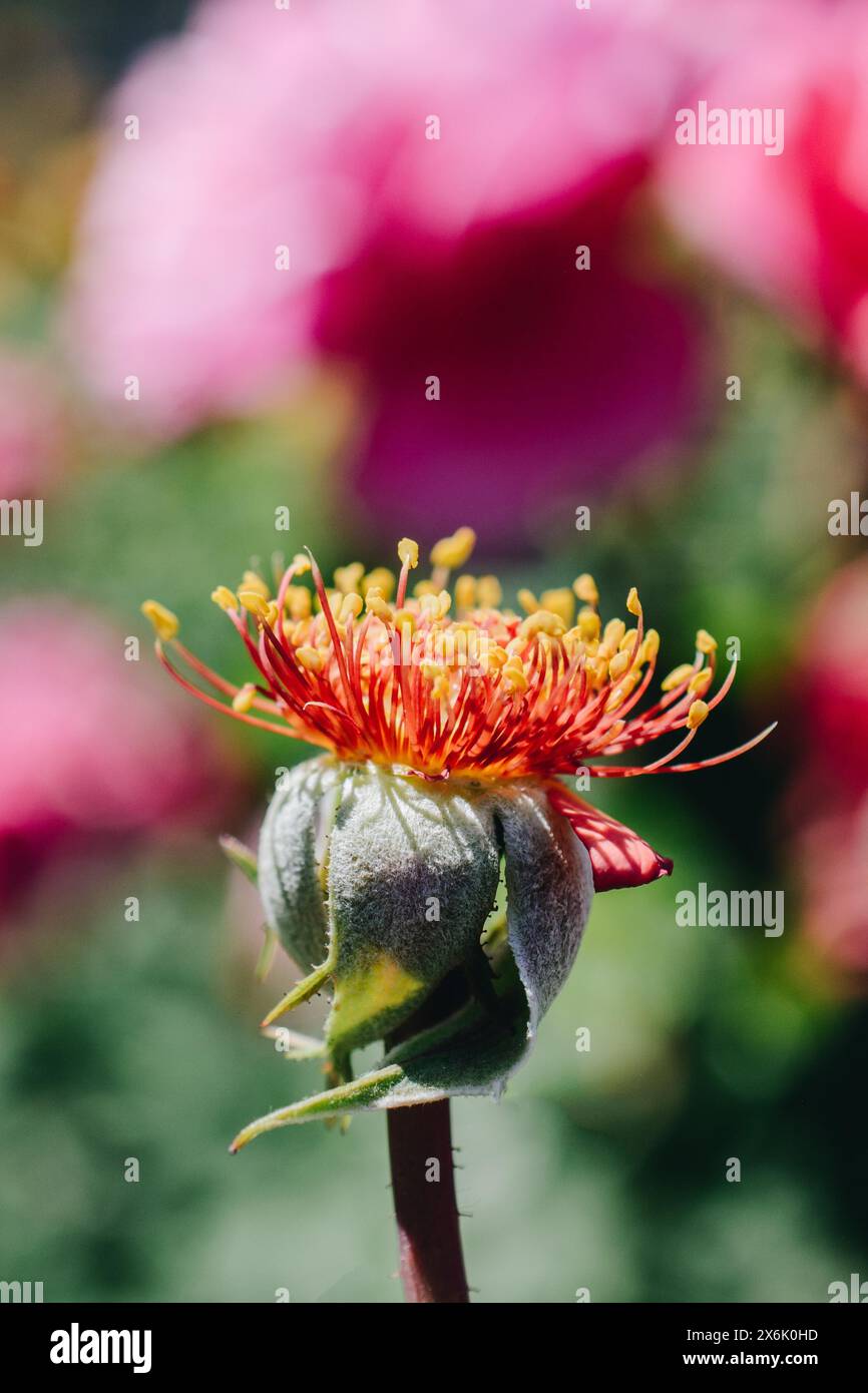 flower without petals