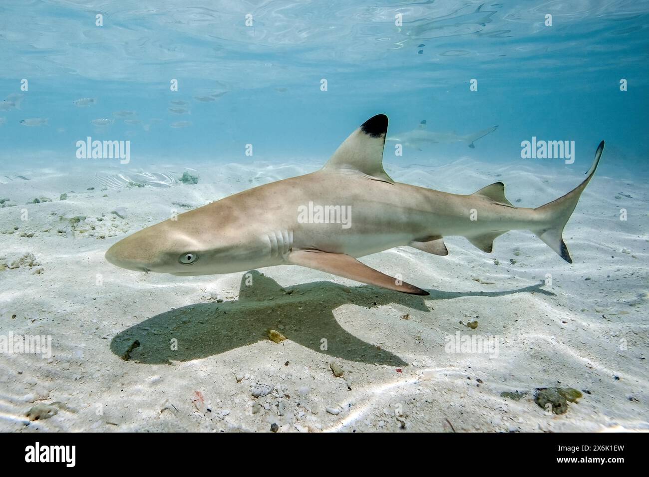 Juvenile blacktip reef shark (Carcharhinus melanopterus) swimming in ...