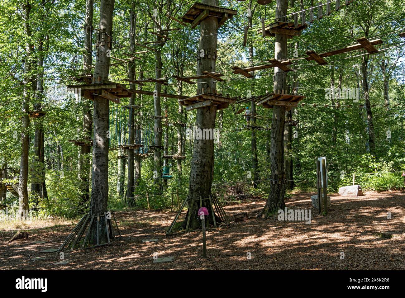 Platforms, ropes, rope ladders, suspension bridges, beech trees in the