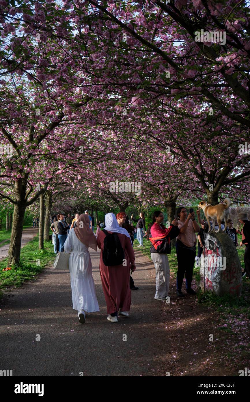 Germany, Berlin, 13.04.2024, cherry blossom Norwegerstrasse / Norwegerweg, folk festival, picnic, people, celebration, party Stock Photo