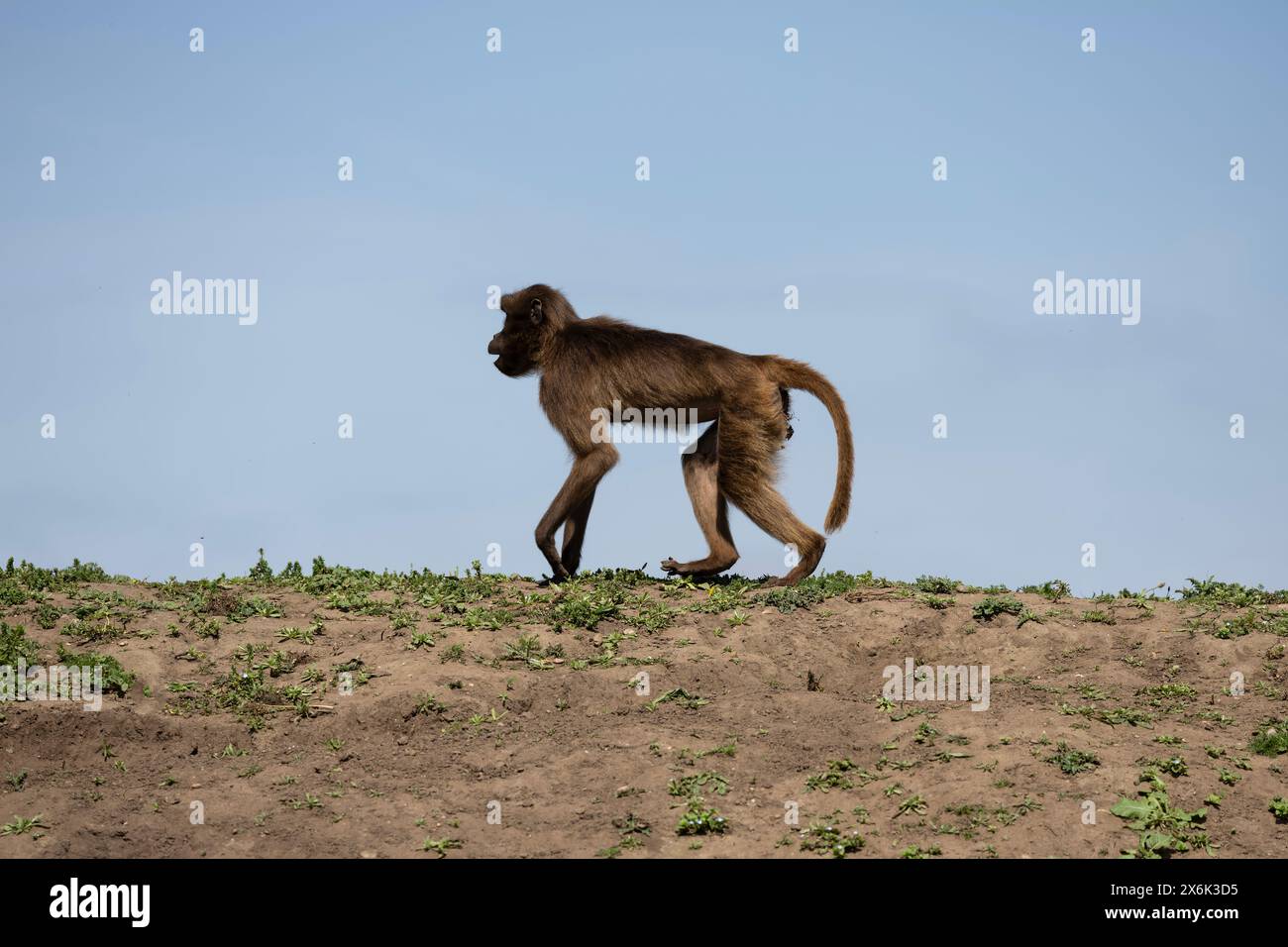 Single Gelada monkey Theropithecus gelada  in captivity on the top of an earth mound at the Yorkshire Wildlife Park near Doncaster U.K. Stock Photo