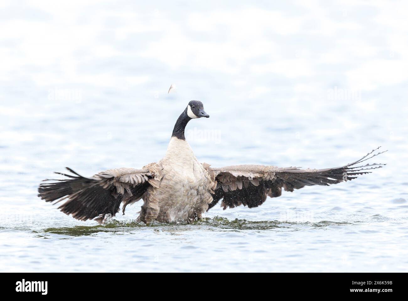 Canada goose preening hi res stock photography and images Alamy