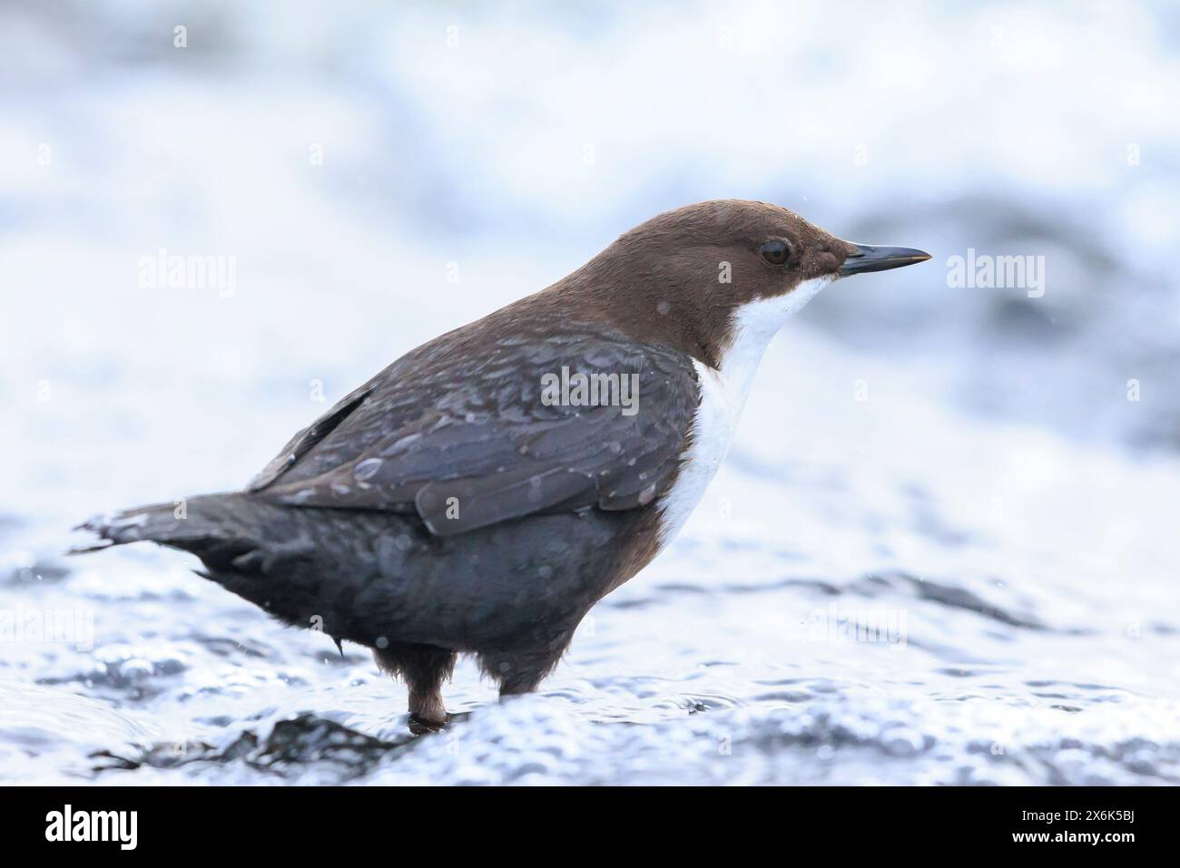 Close-up of a Northern white-throated dipper, cinclus cinclus cinclus, foraging in water Stock Photo