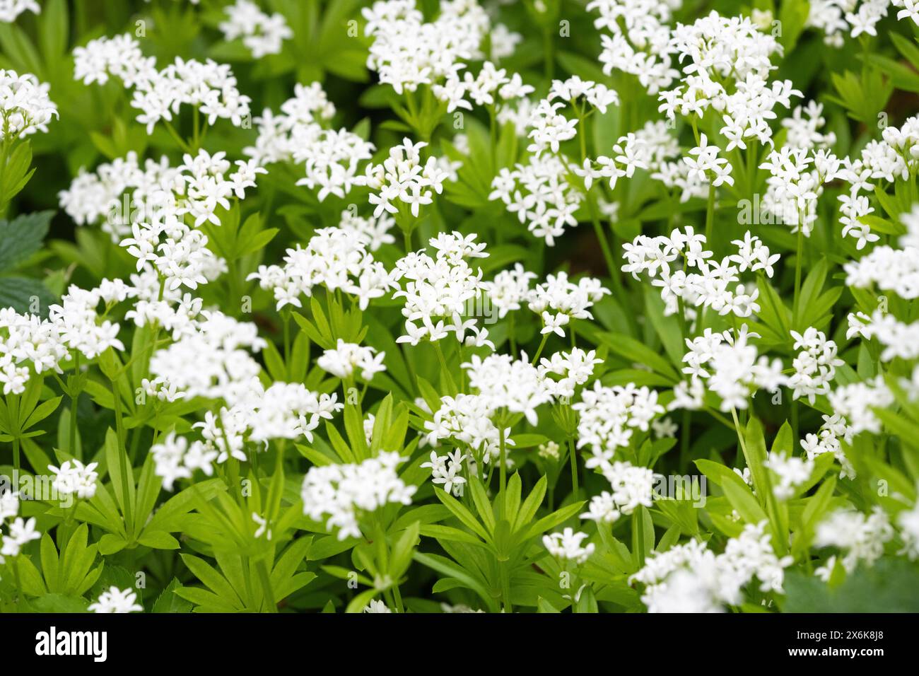 Galium odoratum - Sweet woodruff Stock Photo