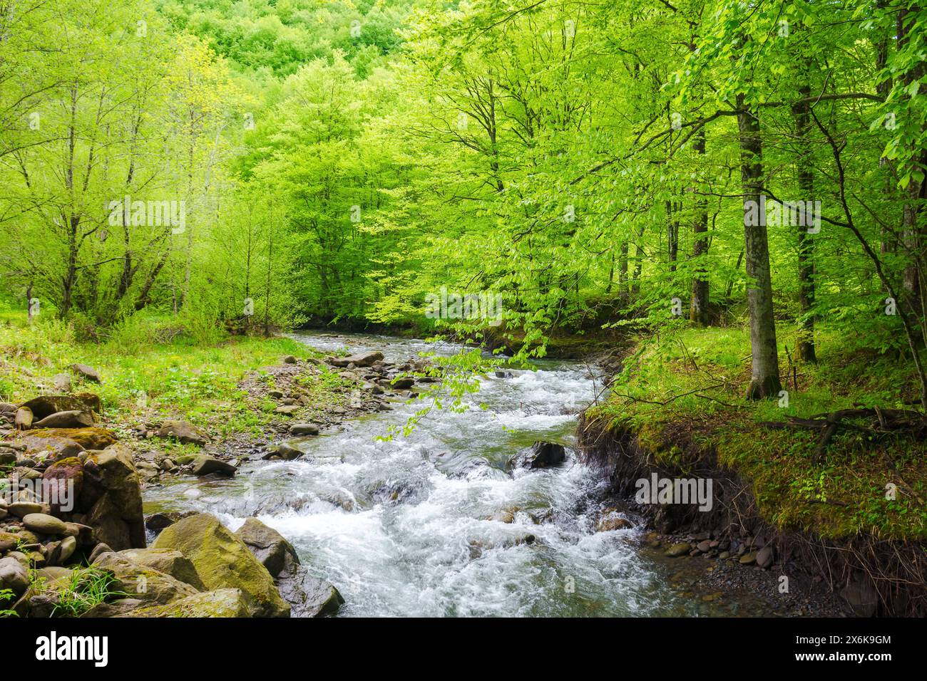 water source of turiya river of ukraine in spring. beautiful nature landscape in the primeval carpathian forest. beech trees along the creek in ambien Stock Photo