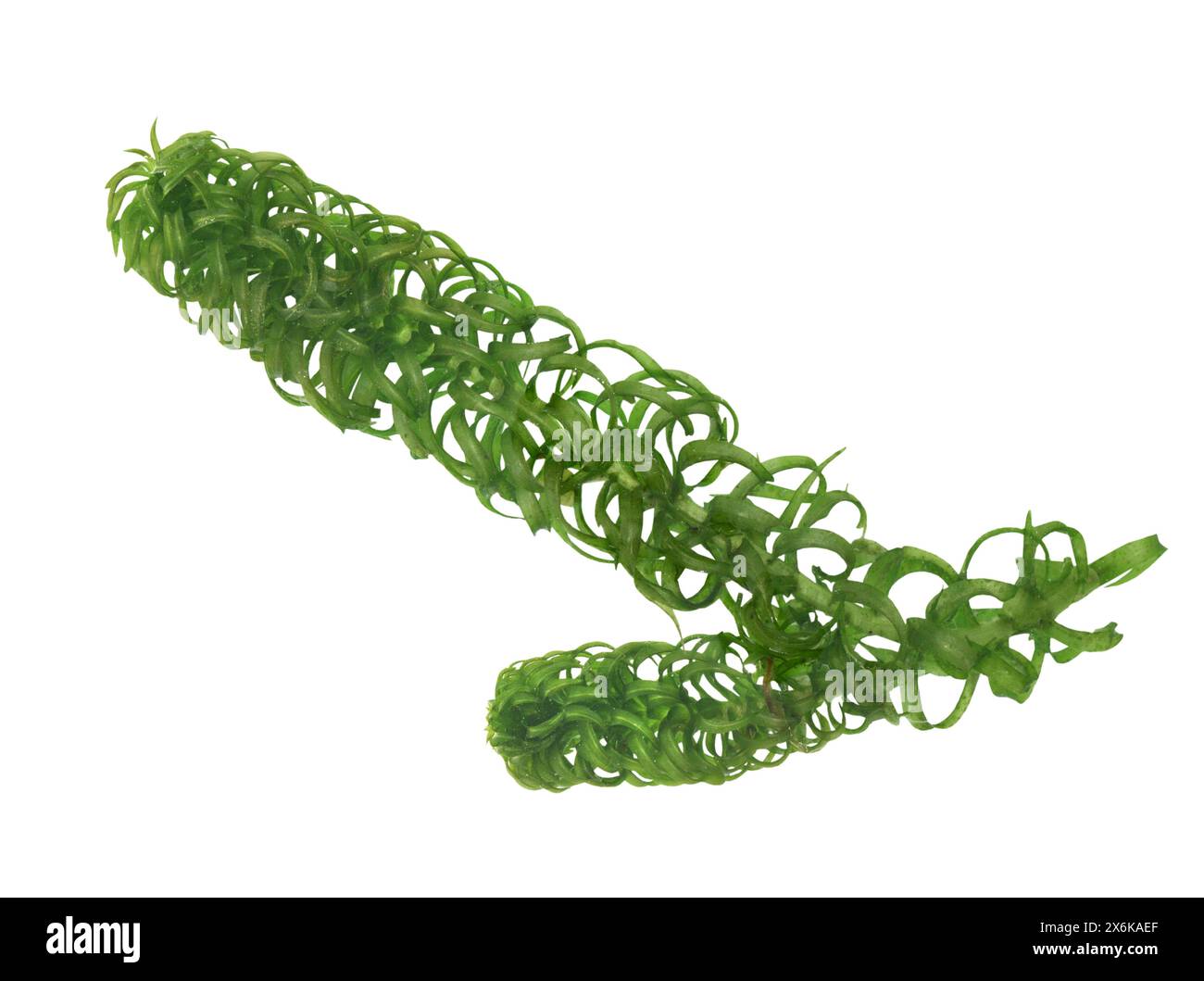 Curly Waterweed - Lagarosiphon major Stock Photo