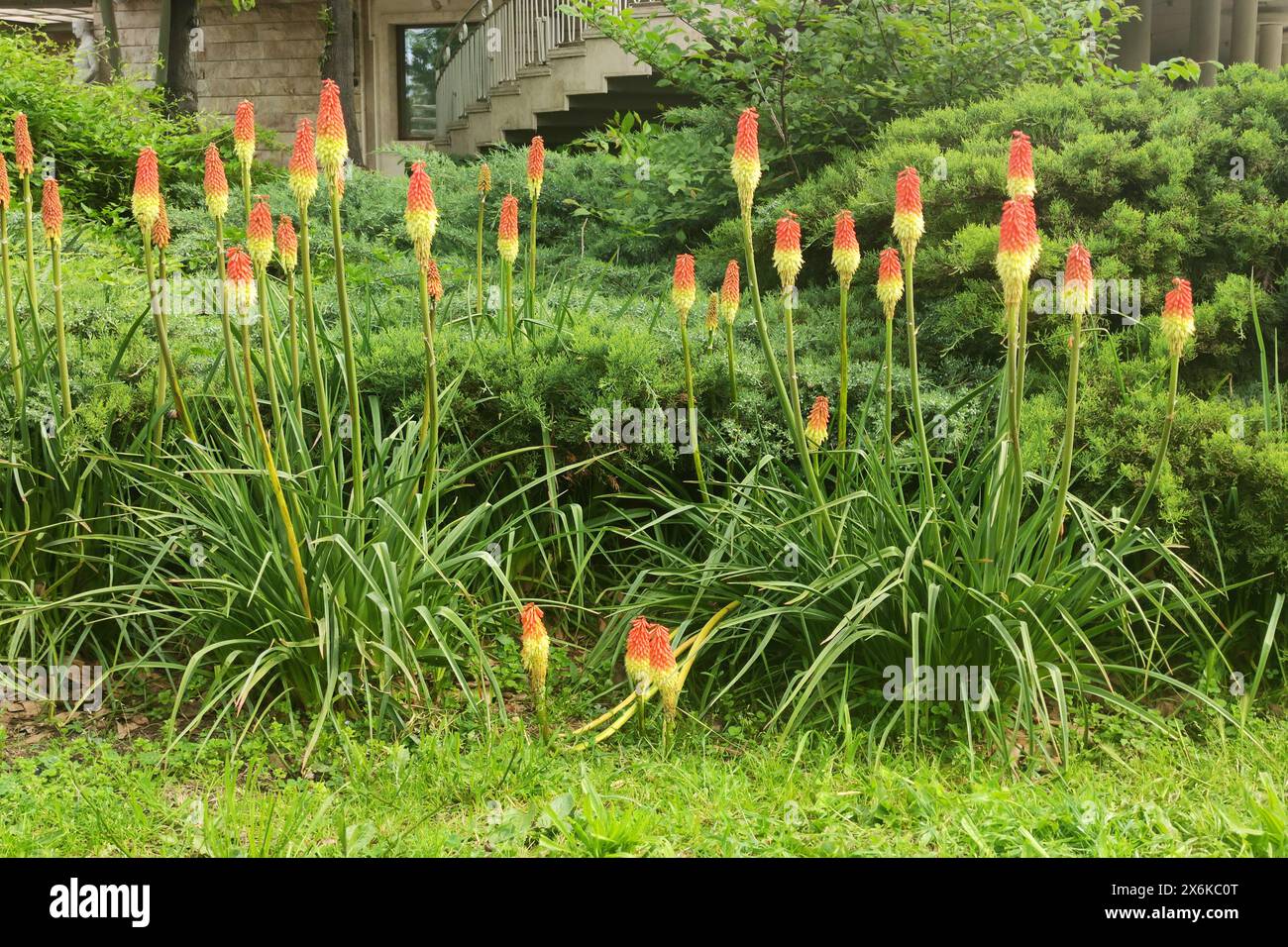Torch lily Kniphofia in landscape design in the garden. Stock Photo