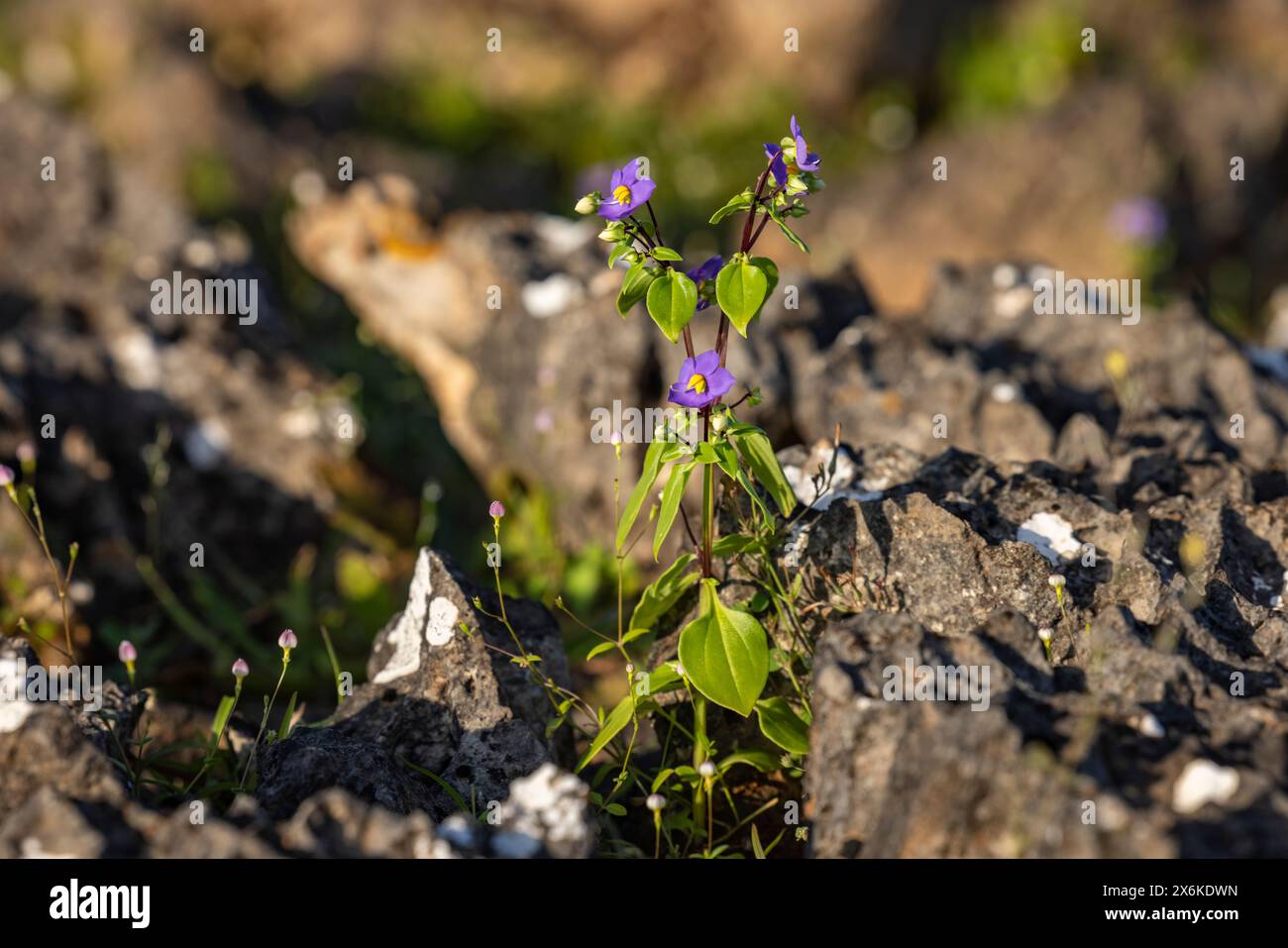 Detail of a flower amidst rocks on the Diksam Plateau, Gallaba, Socotra ...