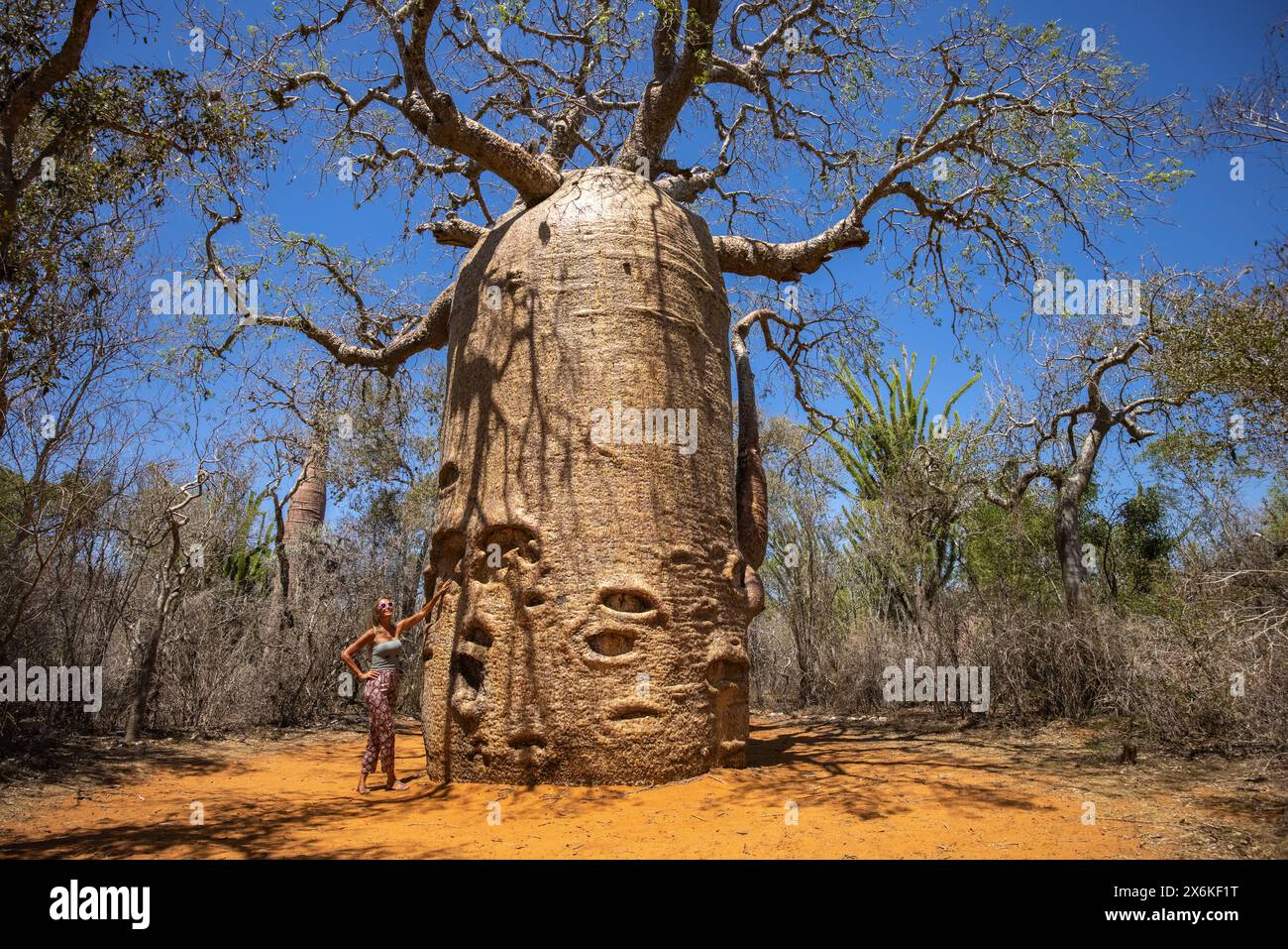 Aerial view of a woman standing next to the giant Fony Baobab (Adansonia rubrostipa) tree in Reniala Nature Reserve, Toliary II, Atsimo-Andrefana, Mad Stock Photo