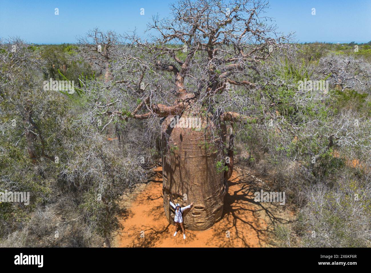 Aerial view of a woman admiring the giant Fony Baobab tree (Adansonia rubrostipa) in Reniala Nature Reserve, Toliary II, Atsimo-Andrefana, Madagascar, Stock Photo