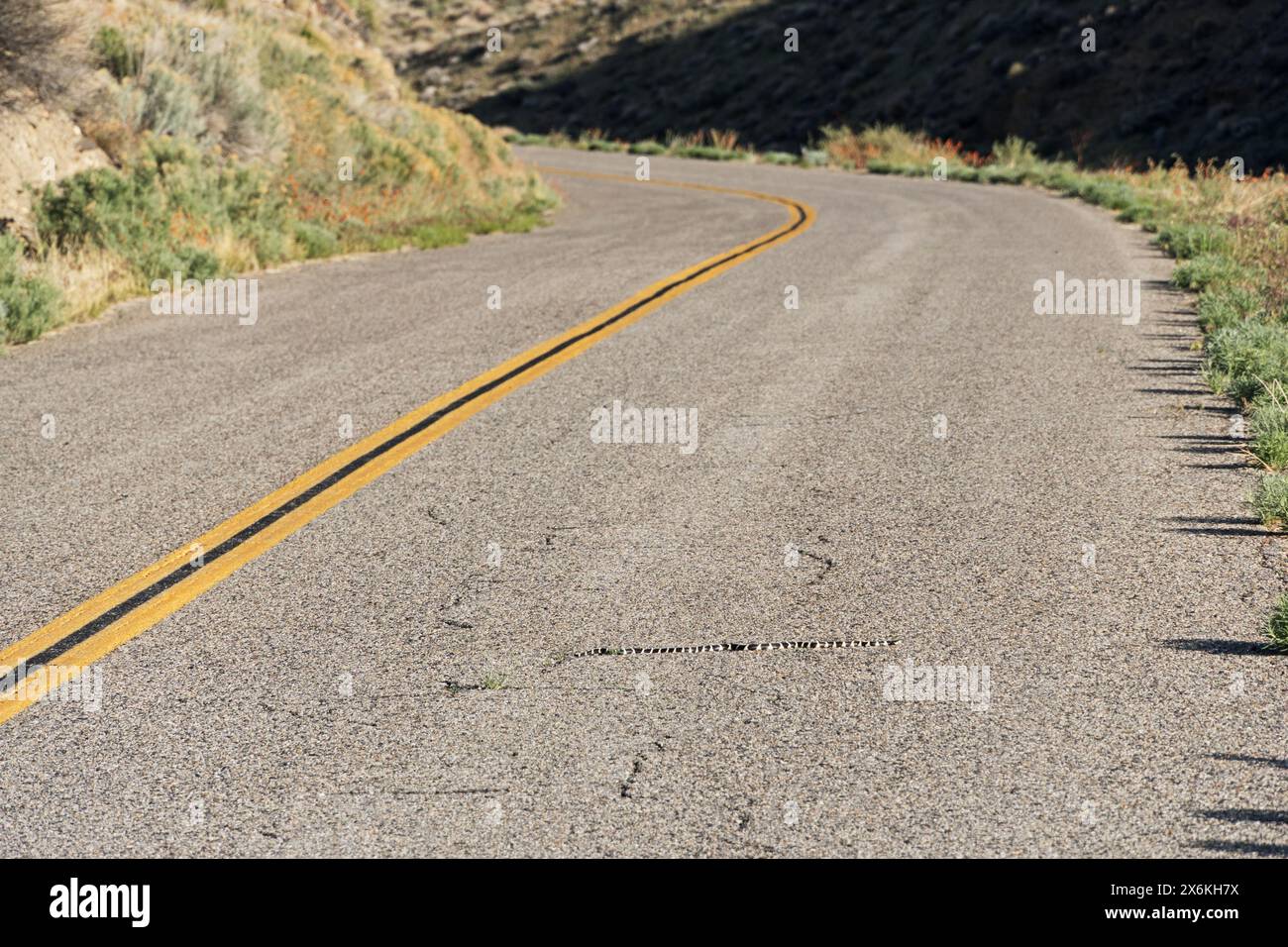 California kingsnake or Lampropeltis californiae sunning itself on a rural road in the Inyo Mountains Stock Photo