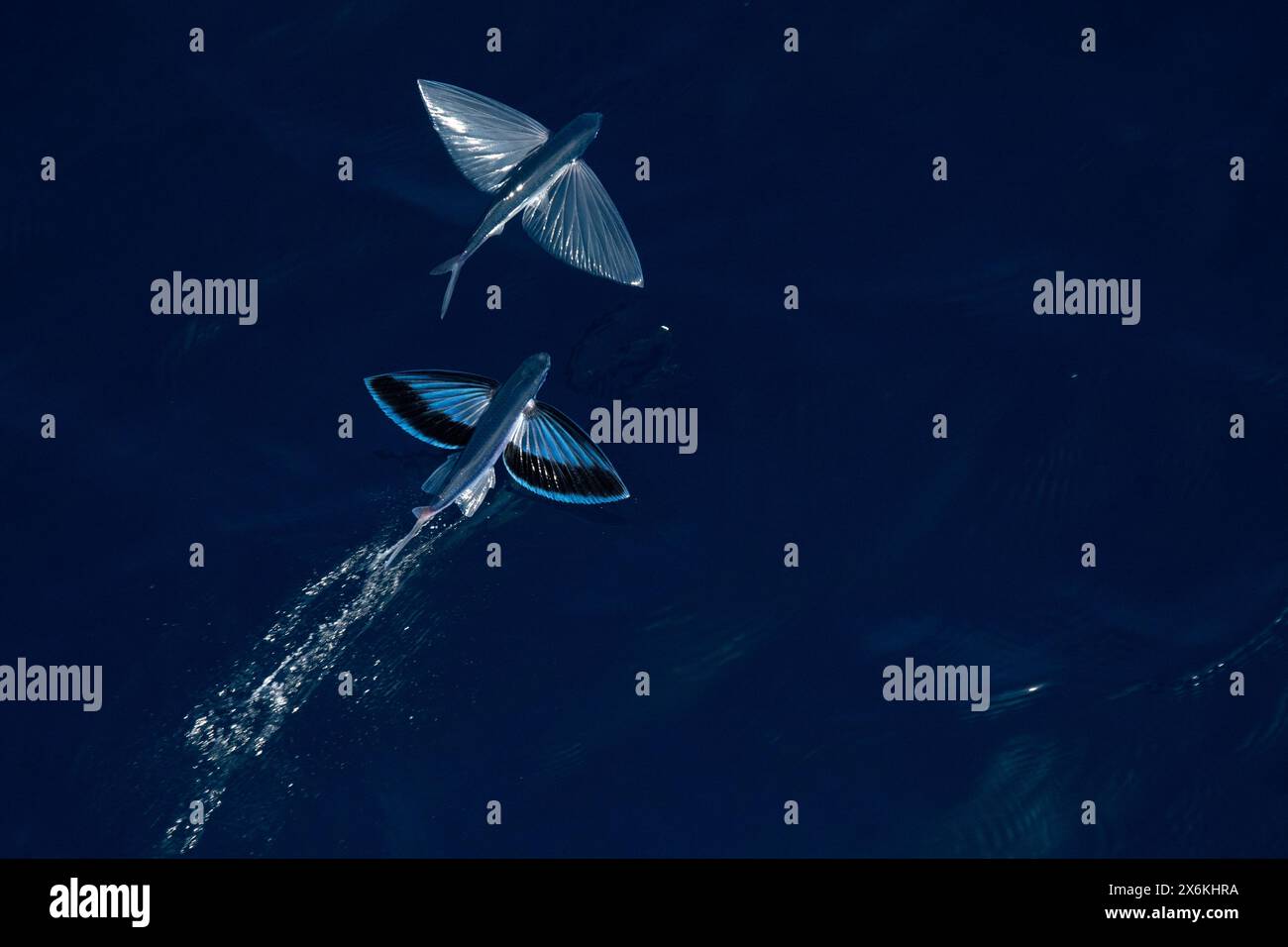 Two flying fish seen from the bow of the expedition cruise ship SH Diana (Swan Hellenic), at sea, near Yemen, Middle East Stock Photo