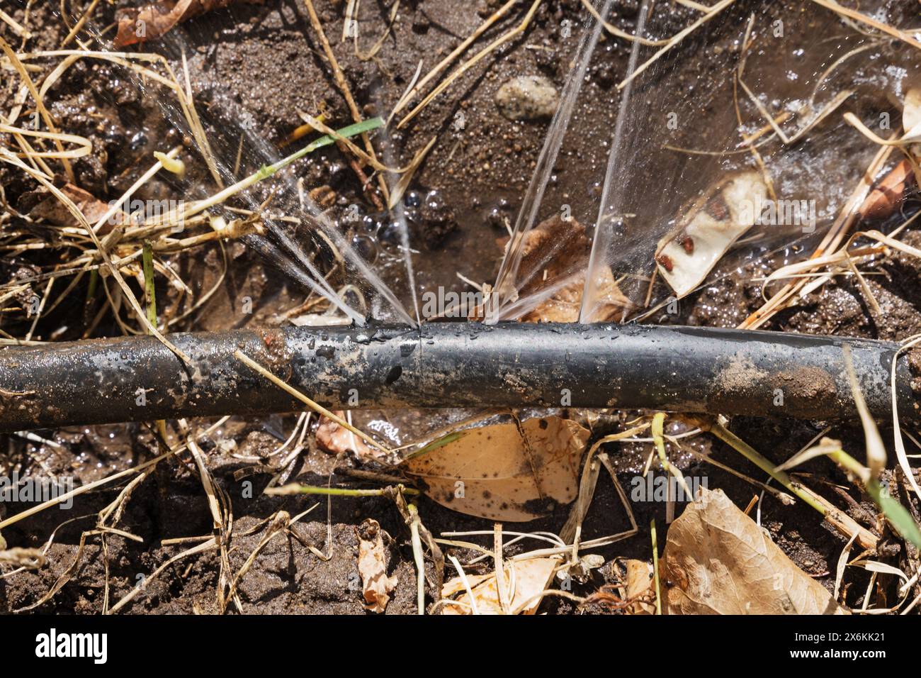 black plastic irrigation hose leaking water from gopher chewed holes Stock Photo