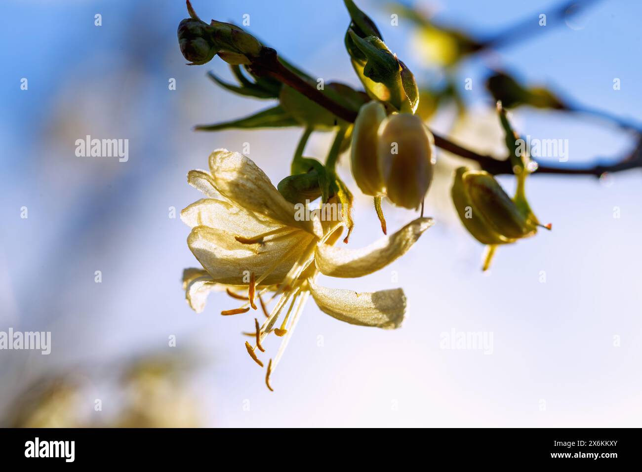 Flowers of the winter honeysuckle (Lonicera purpusii Stock Photo - Alamy