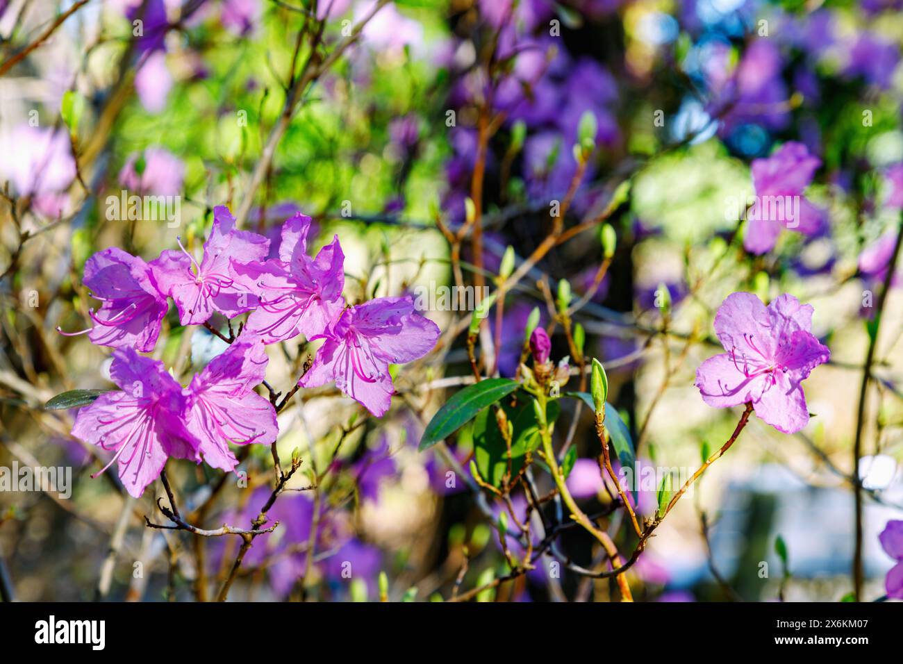 blooming Sikote-Alin rhododendron (Rhododendron Sichotense Pojark) Stock Photo