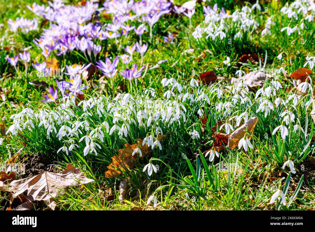 Snowdrops (Galanthus) and elf crocuses (Crocus tommasinianus) in the grass between autumn leaves Stock Photo