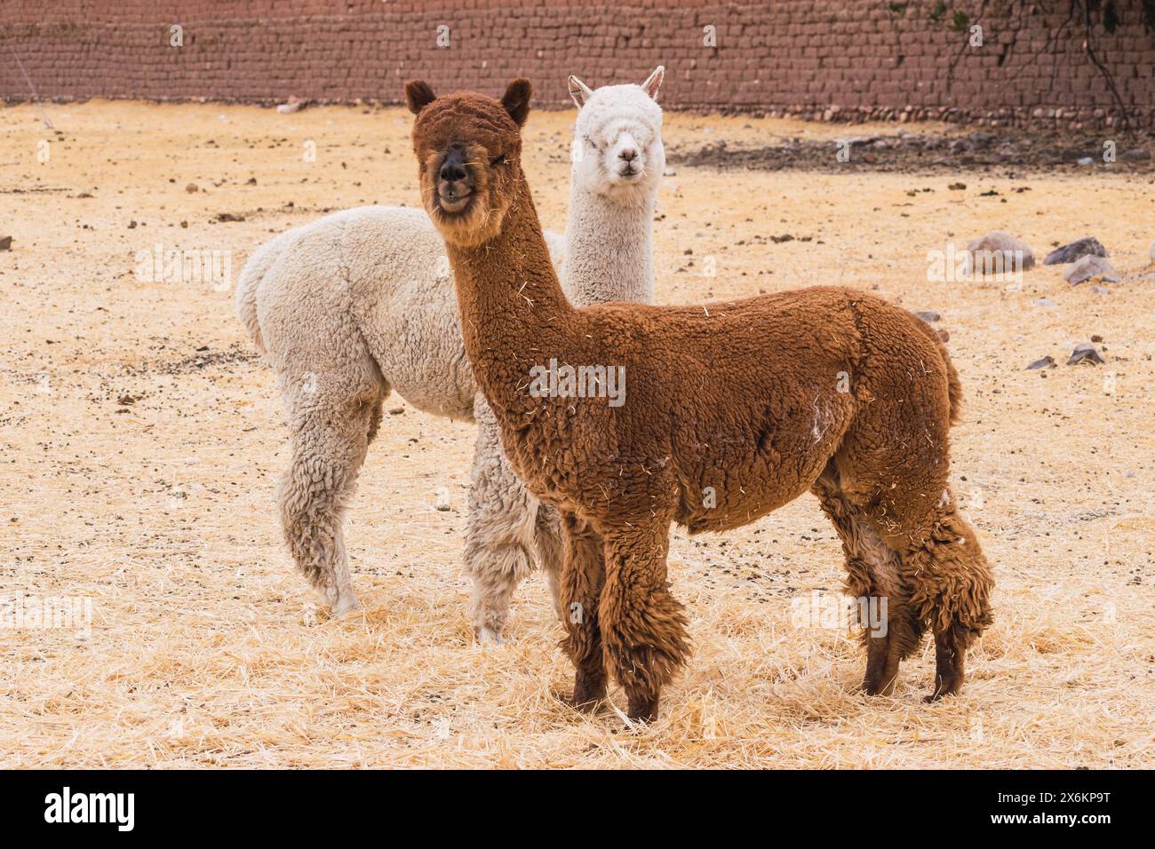 alpacas of white and brown color grazing on a sunny day surrounded by yellow vegetation in the andes mountain range of peru in south america Stock Photo