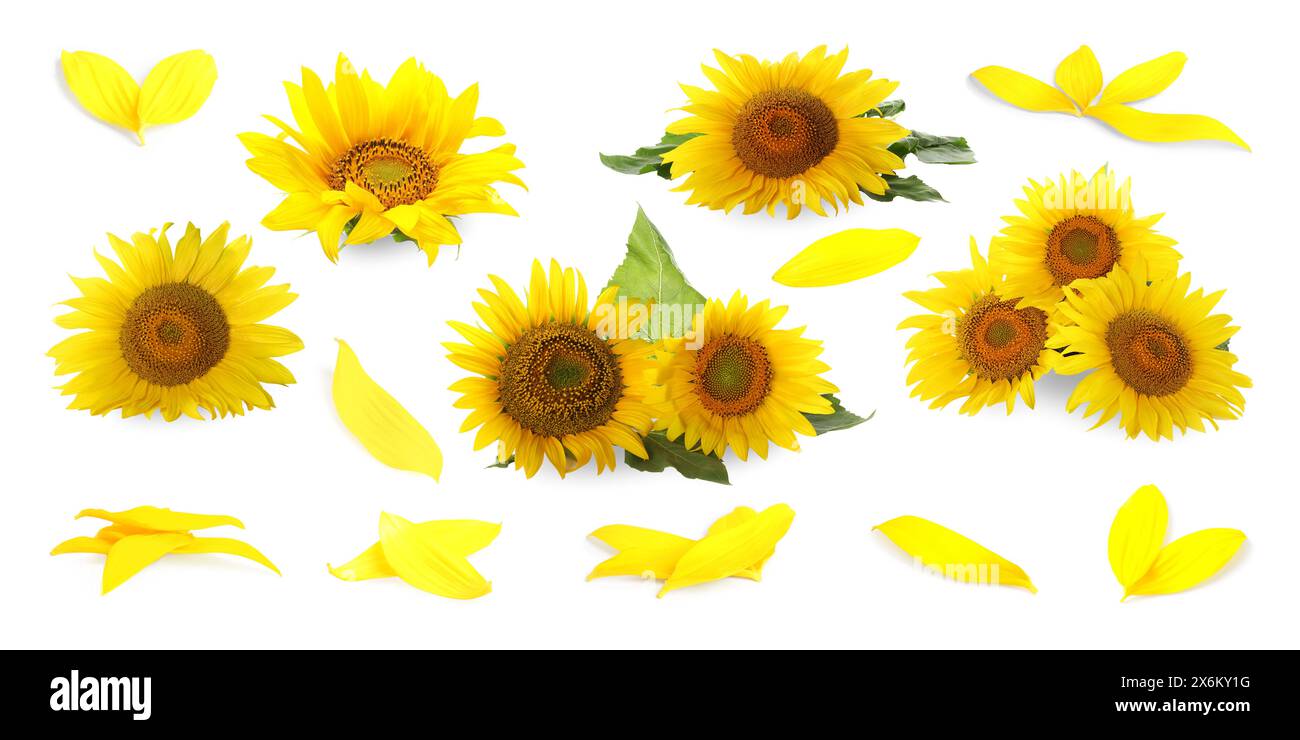 Set of bright sunflowers isolated on white Stock Photo - Alamy