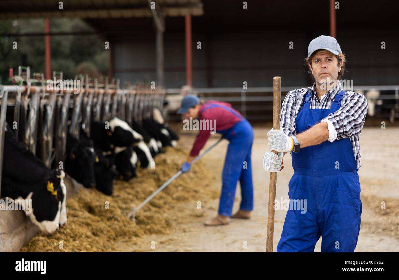Rake Ranch Adult male farmer in uniform standing with rake while giving hay to ...