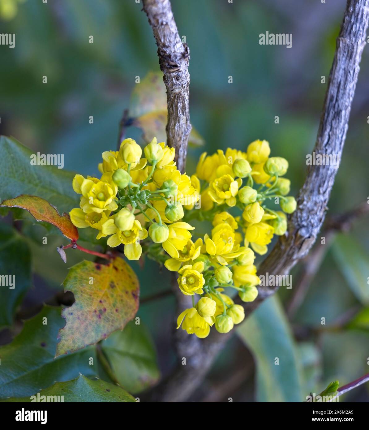 A close up photo of wild yellow buckwheat flowers near Leavenworth ...