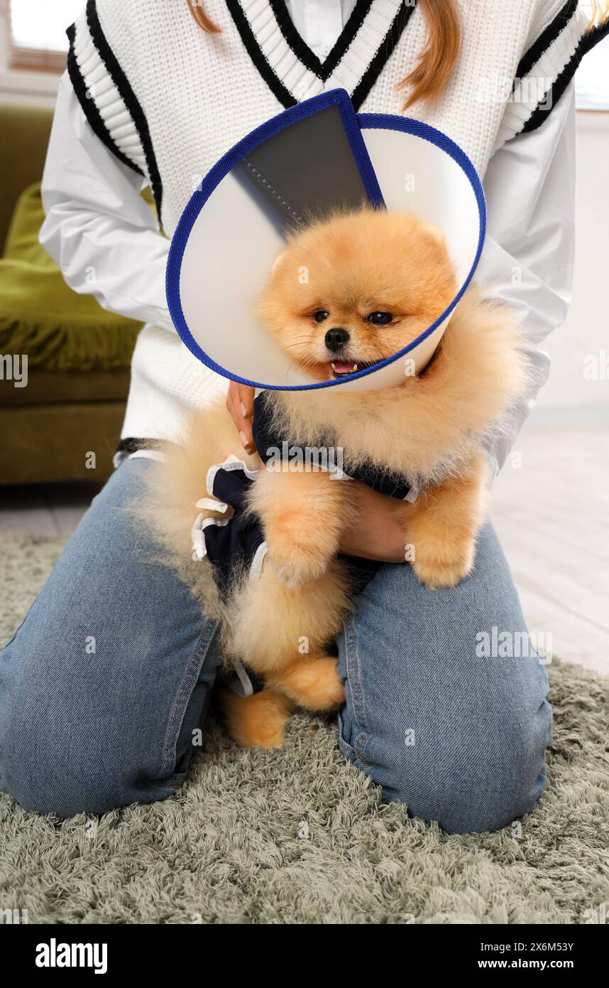 Cute Pomeranian Dog In Recovery Suit And Cone After Sterilization With 