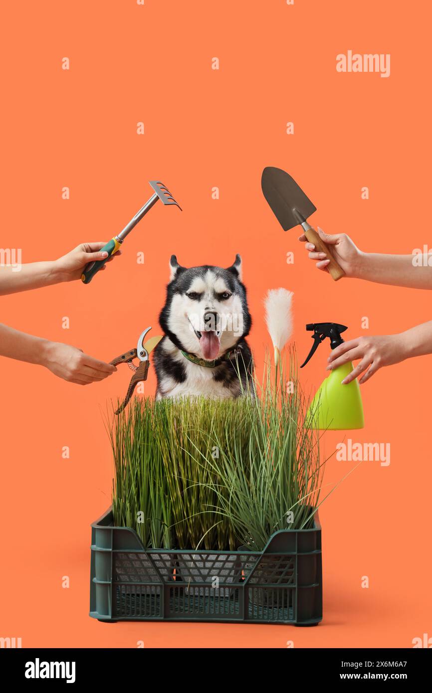 Dog Using Tools Cute husky dog with green grass and hands holding gardening tools on ...