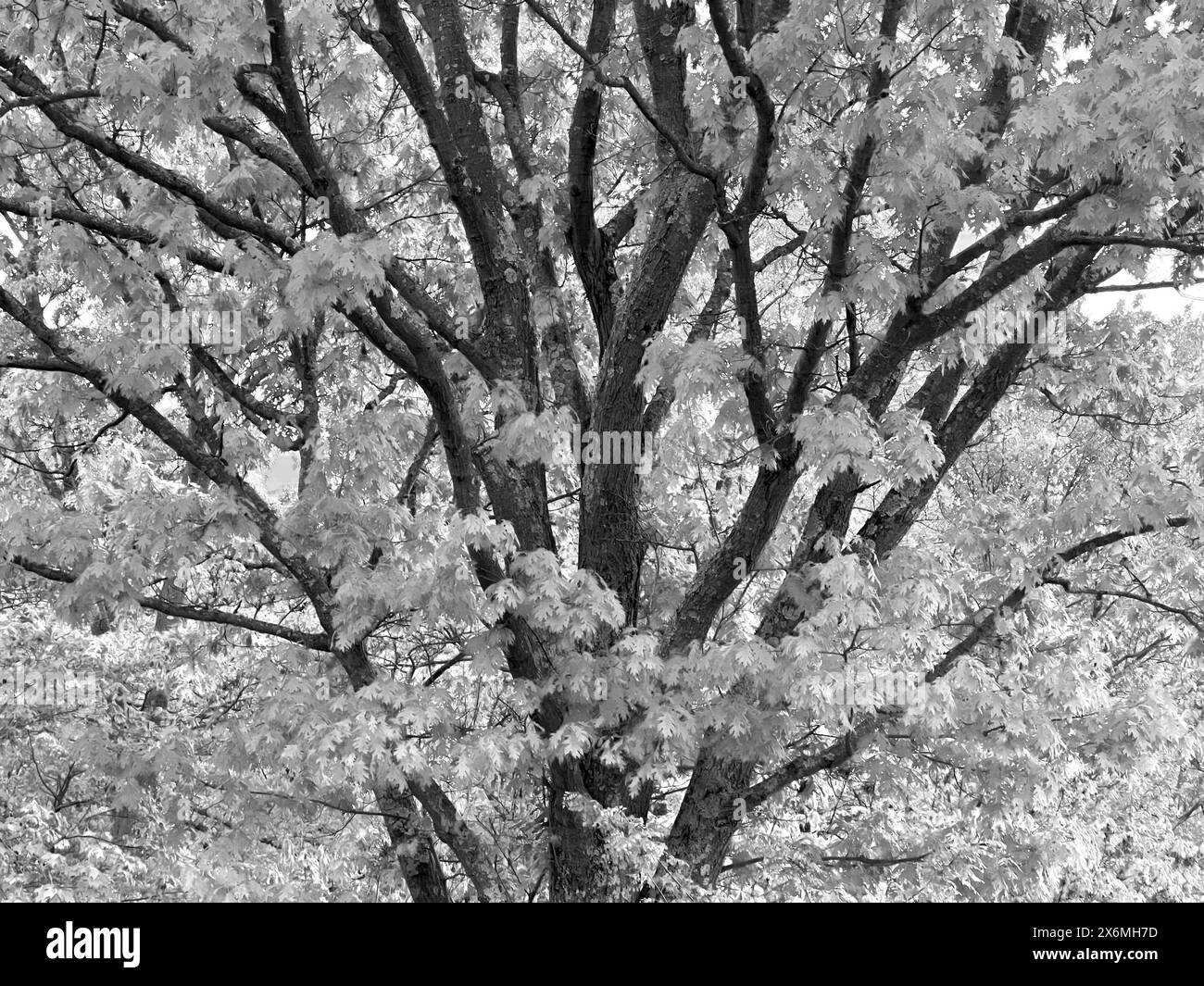 Arboreal forest habitat Black and White Stock Photos &amp; Images - Alamy