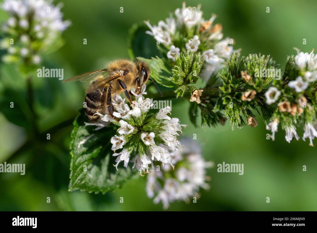 Busy bee in spring, Bavaria, Germany Stock Photo