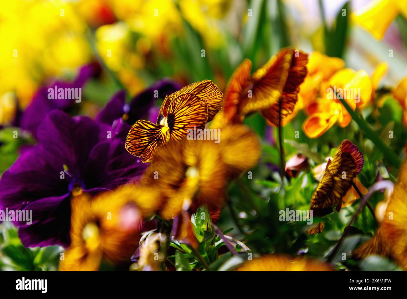 Horned violets (Viola cornuta Twix 'Tiger Eye' and Viola cornuta Twix 'Terracotta') in flowerbed with daffodils and Viola cornuta Twix Stock Photo