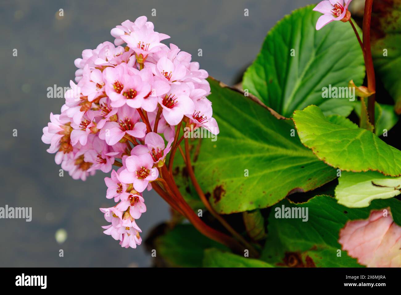 flowering Schmidt&#39;s Bergenia (Bergenia x schmidtii Silva-Tarouca) Stock Photo
