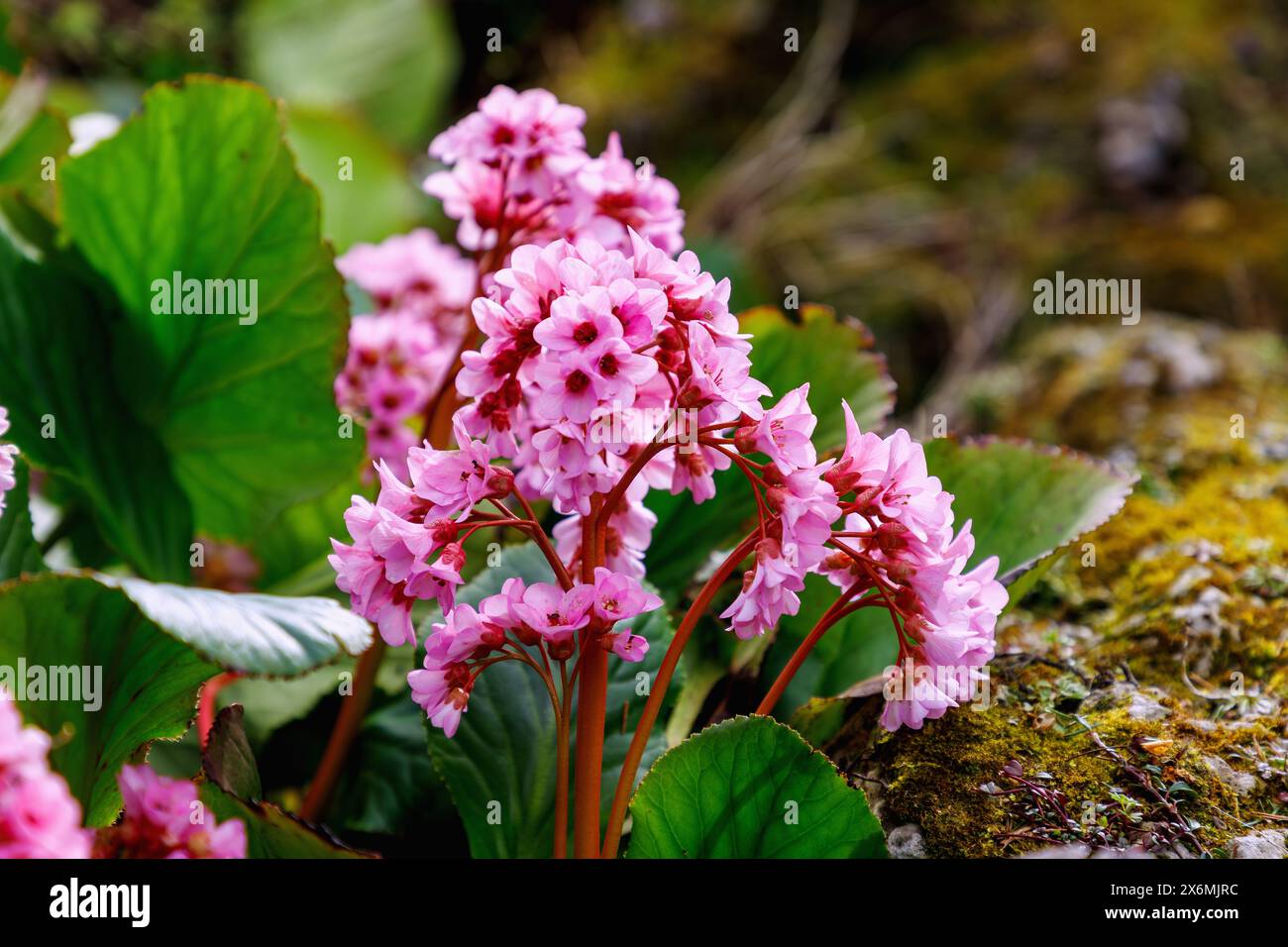 flowering thick-leaved bergenia (Bergenia crassifolia) Stock Photo