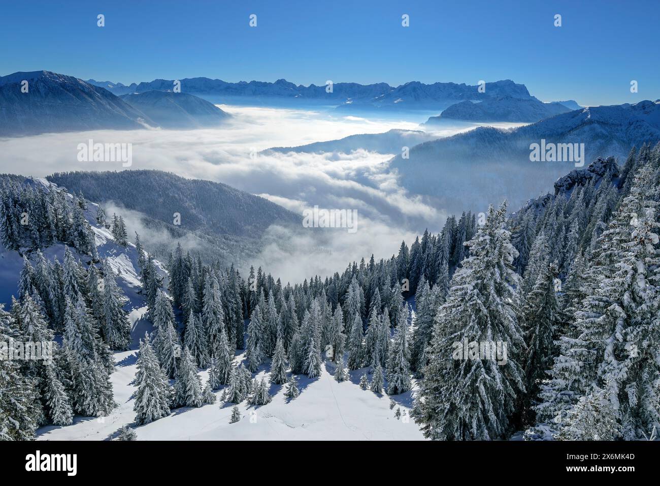 Germany Laber Winter forest at the Laber with a view of the Wetterstein Mountains ...