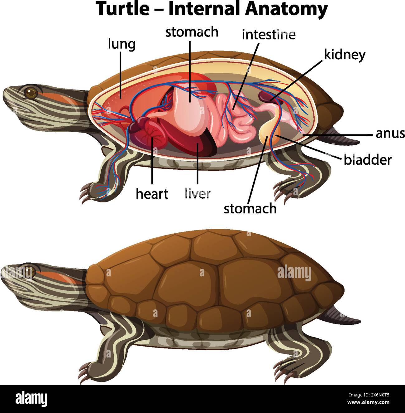 Detailed illustration of turtle's internal organs Stock Vector Image ...