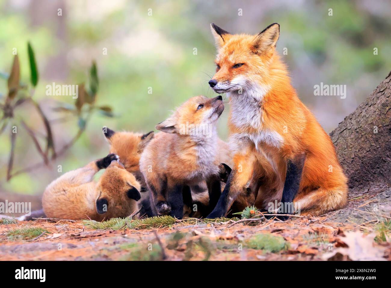 Portrait of mother fox with babies playing in the forest with green foreground, Canada Stock Photo