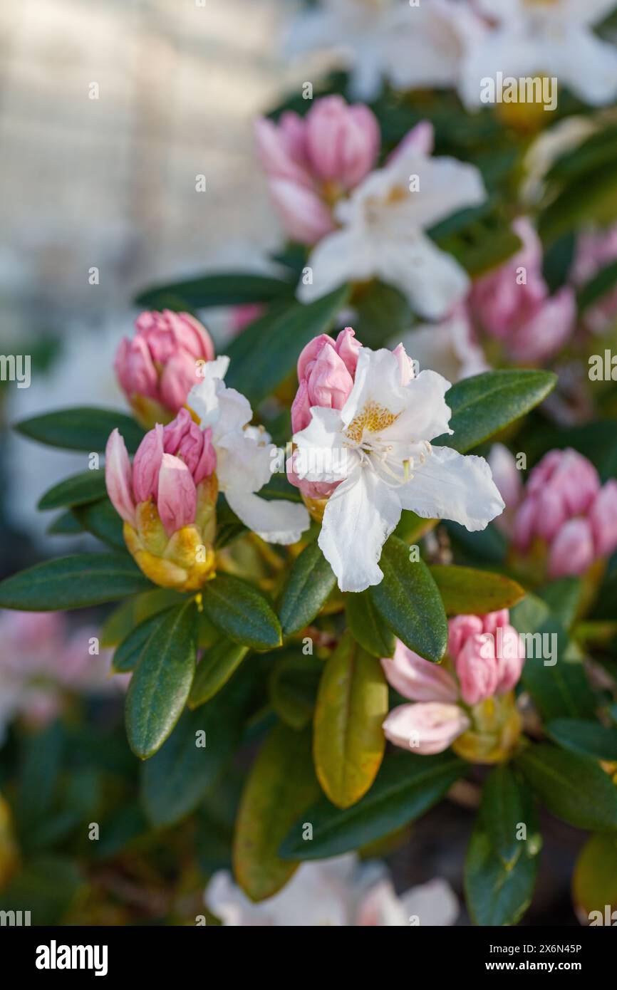 'Cunningham’s White' Hybrid rhododendron, Caucasicum rododendron (Rhododendron caucasicum x ponticum var album) Stock Photo