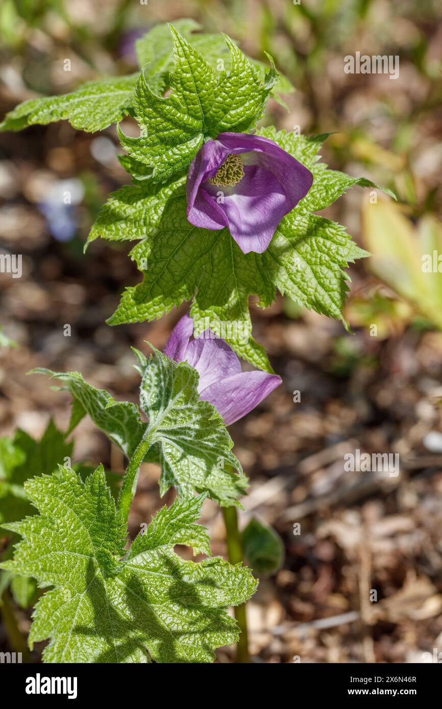 Japanese wood poppy, Lunddocka (Glaucidium palmatum Stock Photo Alamy