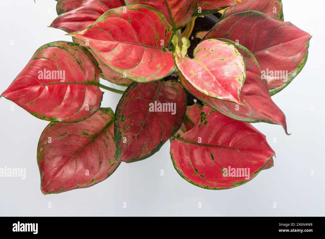 Red aglonema flower. Leaves with bright pink veins. Aglaonema plant on white background Stock Photo