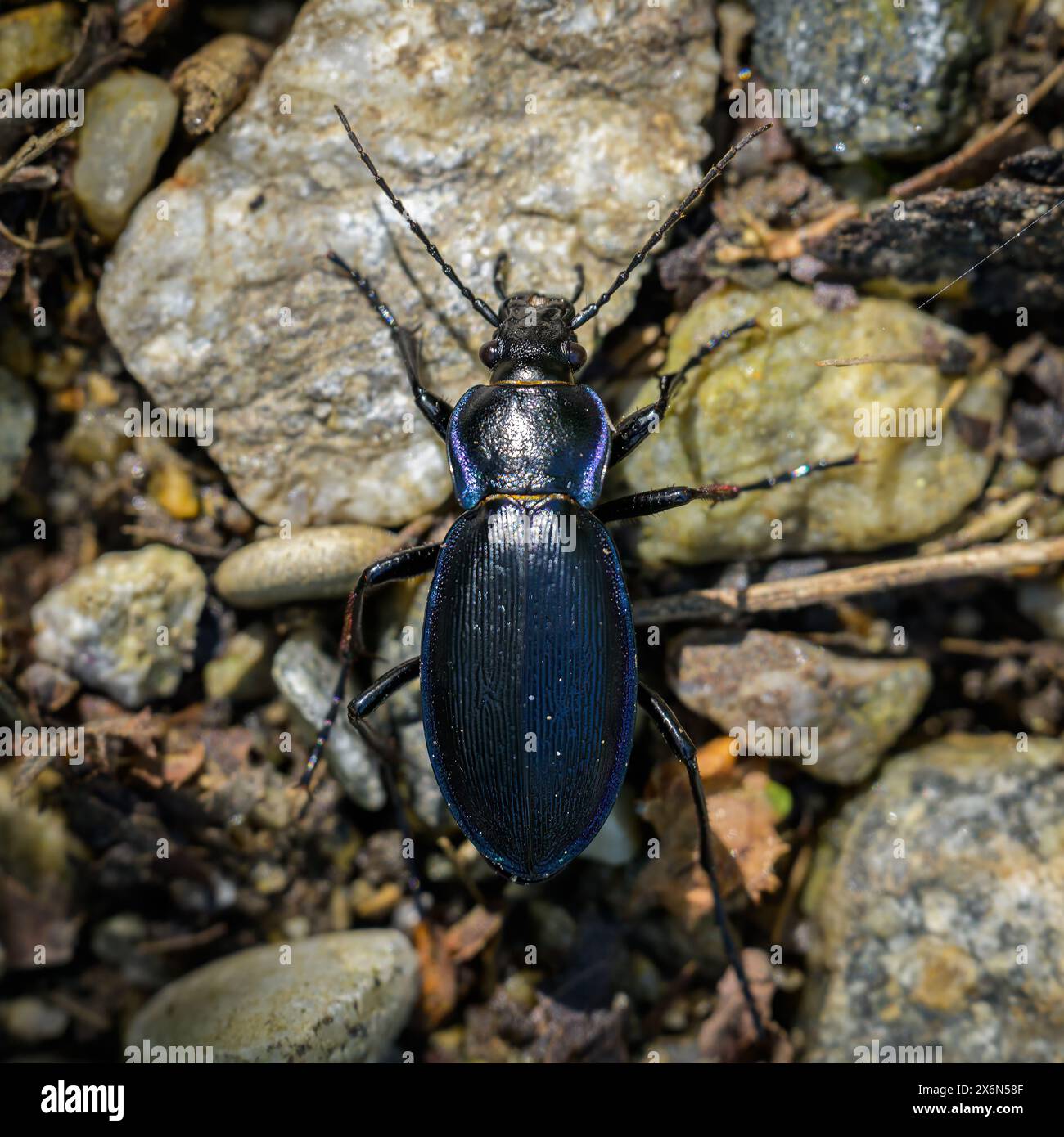 A big ground beetle (Carabus scheidleri) walking on the ground in a forest in Austria Stock Photo