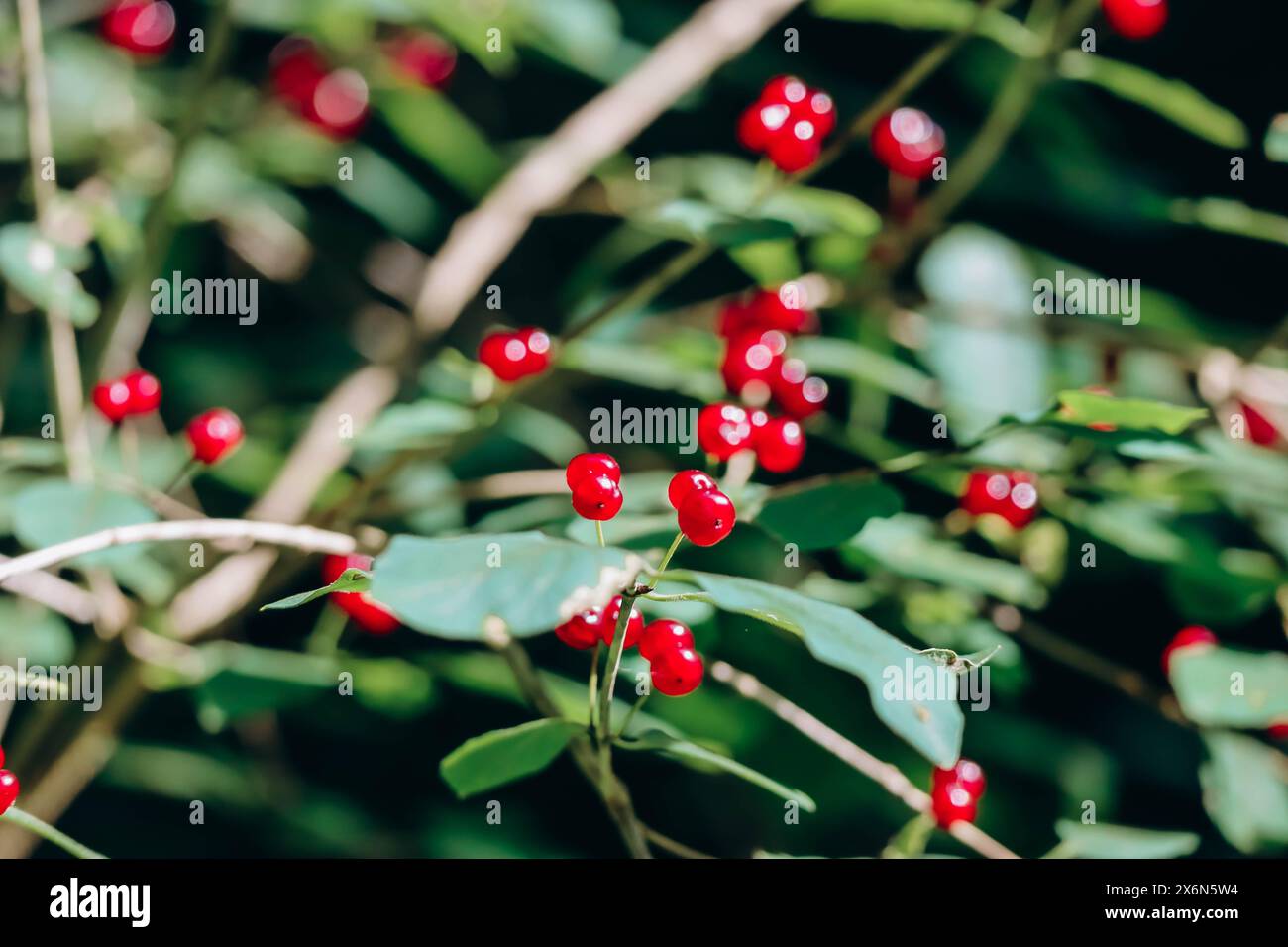 Close-up view at ripe red berries of the European fly honeysuckle (Lonicera xylosteum) with some green leaves Stock Photo